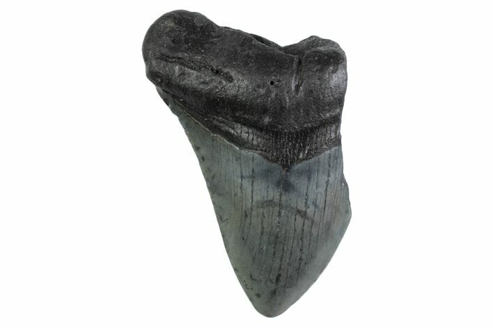 Partial Megalodon Tooth - South Carolina #359116